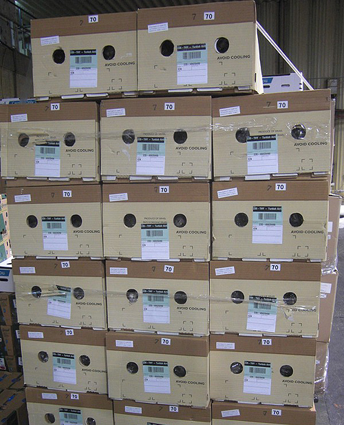 Decorative dry cotton bolls export grower direct