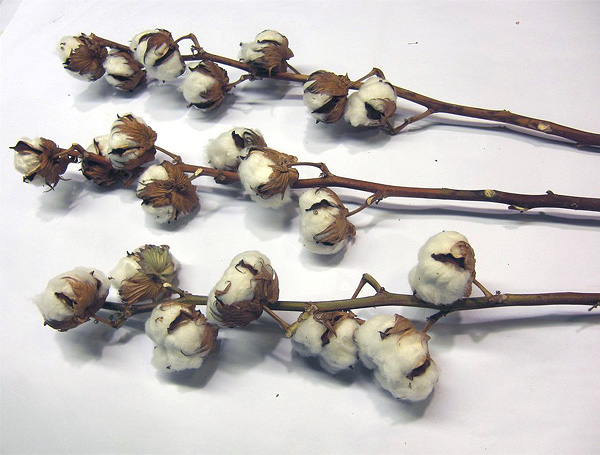 Decorative dry cotton export grower direct