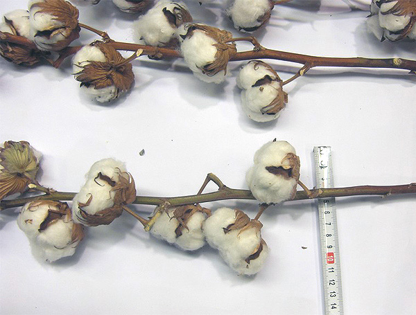 Decorative cotton bolls grower direct from Israel