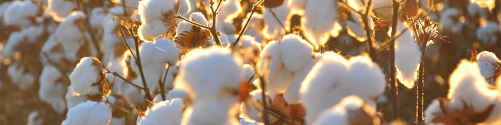 Decorative cotton export from Israel