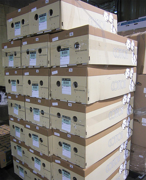 Exporting dry decorative cotton branches from Israel