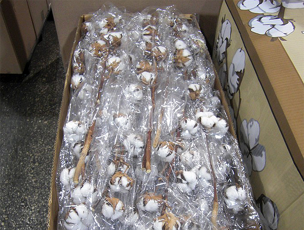 Dry decorative cotton bolls flowers box from Israel