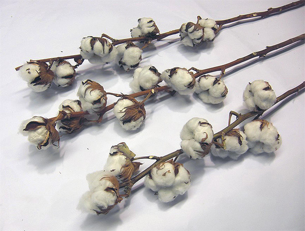 Exporting dry decorative cotton from Israel