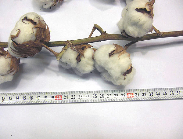 Dry decorative cotton stems from Israel